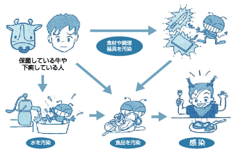 おもに牛(まれに人間)の糞便で汚染された食品や水を接種することによって感染すると考えられています。また、食品の不衛生な取り扱いで感染する場合もあります。